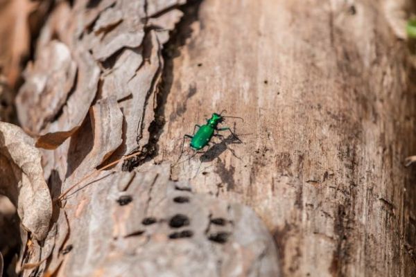 Tree Bug - Small
