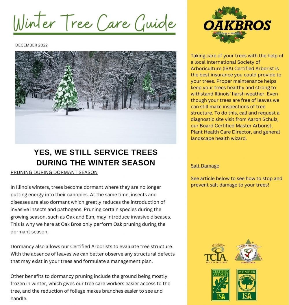 Winter tree care guide